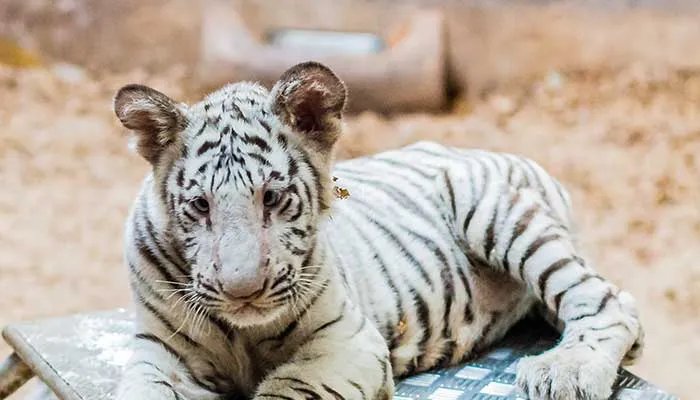 虎年是哪些年份