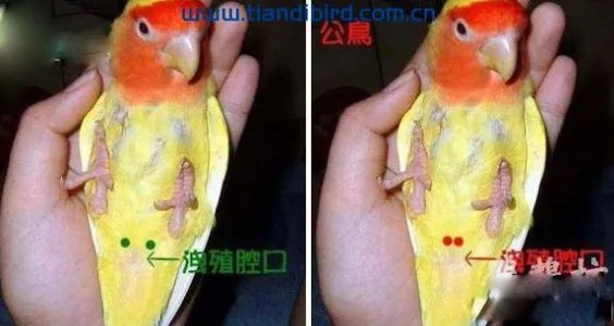 牡丹鹦鹉分公母图片?