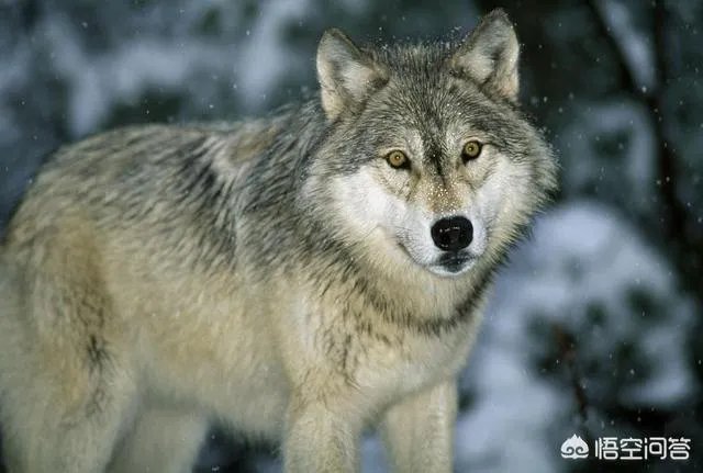 什么动物天天熬夜？