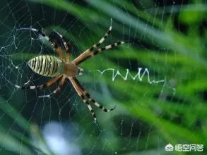 蜘蛛网时间长了会不会不粘