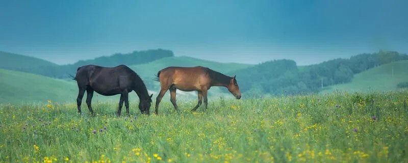 马诗古诗的意思翻译 马诗诗意翻译