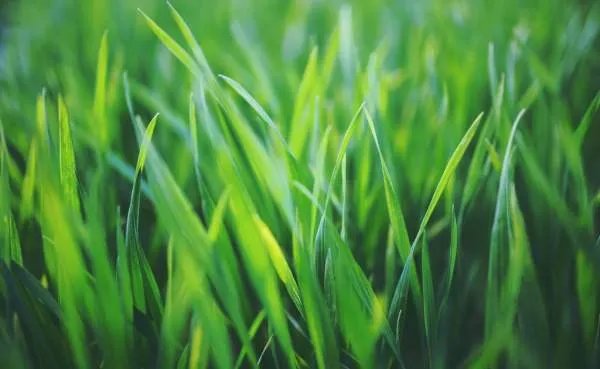 赞美春草的诗句有哪些？