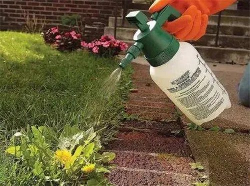 养花技巧有哪些 养花五大技巧