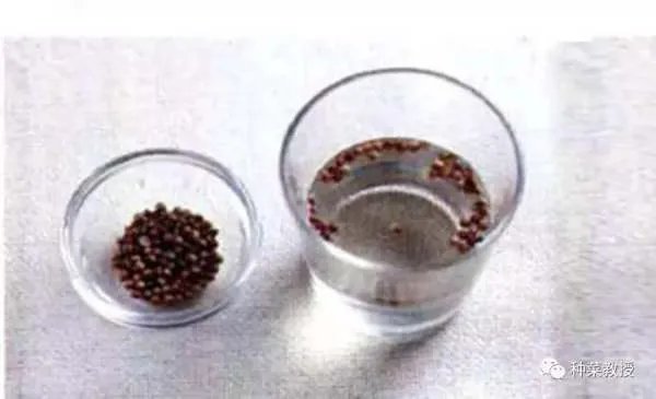 香菜种植有什么好方法