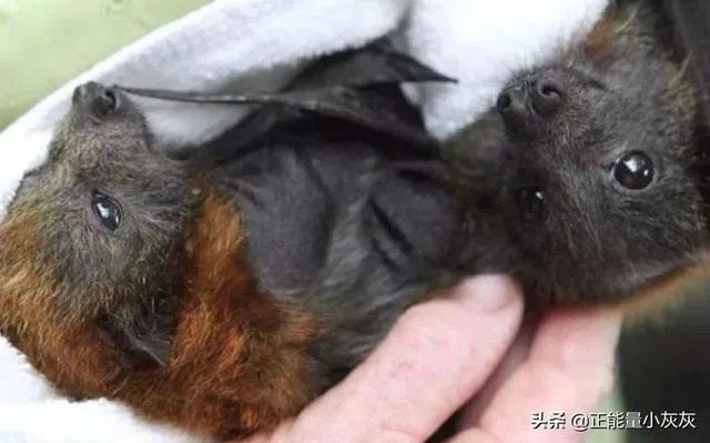 蝙蝠的资料简介？