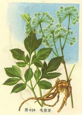 “独活草”是什么？谢谢！