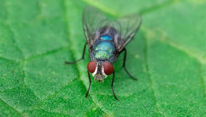 灭苍蝇的办法 灭苍蝇的办法有什么