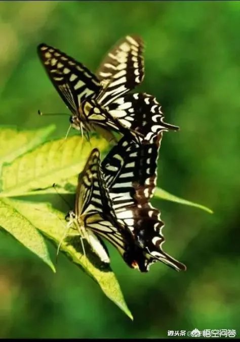 以“生死绝恋”为题,该怎么写一首藏头诗?