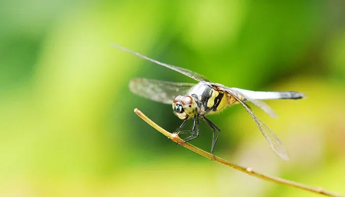 蜻蜓是益虫吗