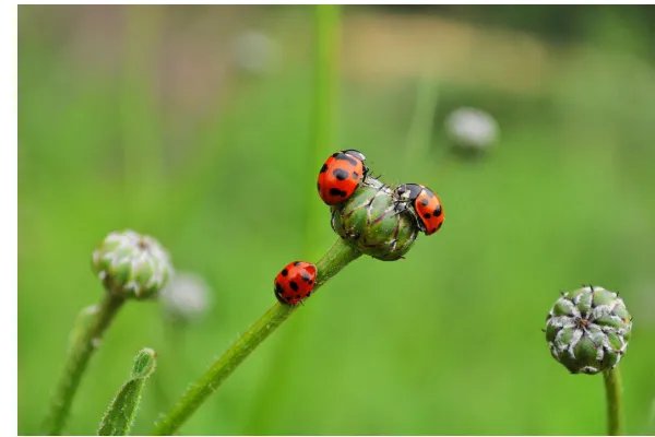 瓢虫的种类有多少？
