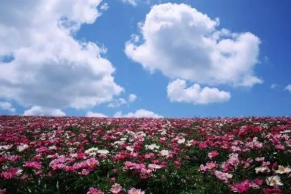 蓝天白云好心情的短语有什么？