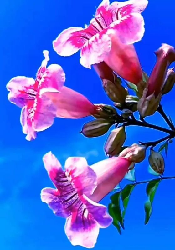 女的说拉黑男的为什么不拉黑,最后还是男的把她删了?