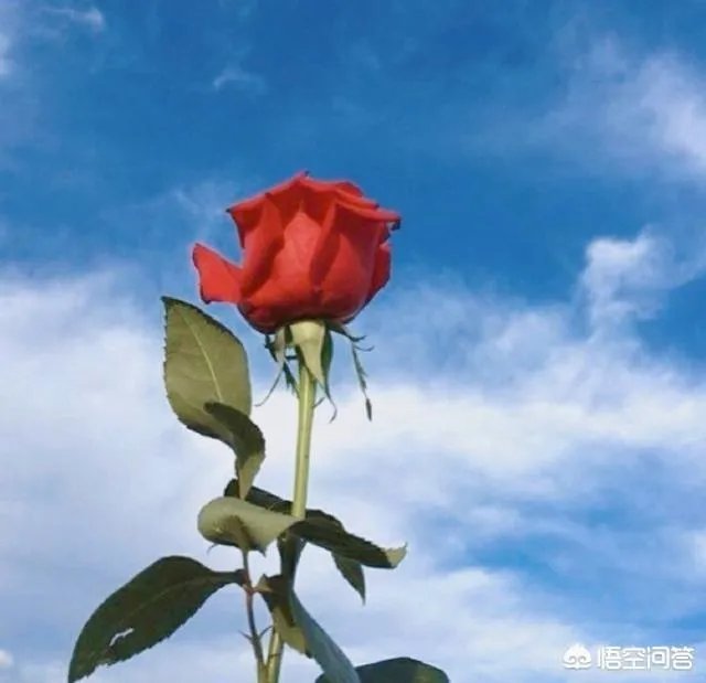 以“生死绝恋”为题,该怎么写一首藏头诗?