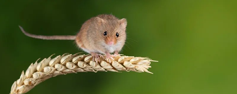 世界上最小的哺乳动物是什么 什么是世界上最小的哺乳动物