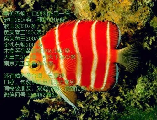 深圳有几家香格里拉大酒店,分别在哪里