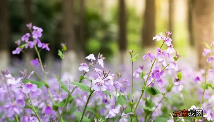 二月兰花语,二月兰花语象征与寓意?