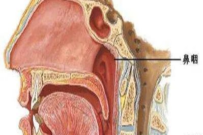 鼻咽位置图片