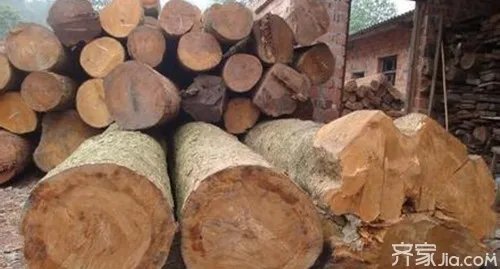 楠木种类有哪些  楠木珍贵的原因