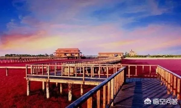 辽宁红海滩值得去吗?为什么海滩是红色的呢?