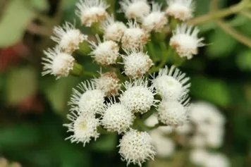 破坏草的功效与作用