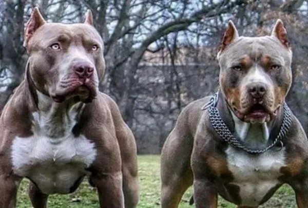 花25万克隆去世宠物狗,我们该如何与生命告别?