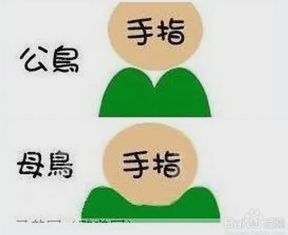 牡丹鹦鹉分公母图片?
