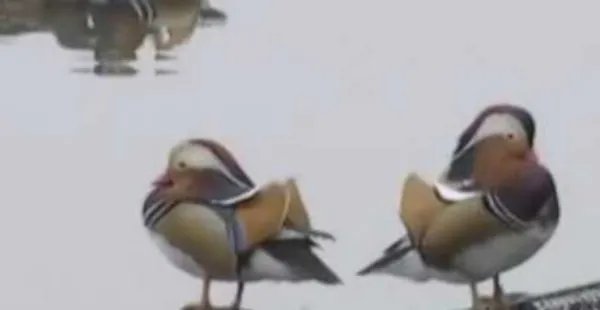 西湖鸳因为过度投喂被撑死,如何有效减少不文明投喂?