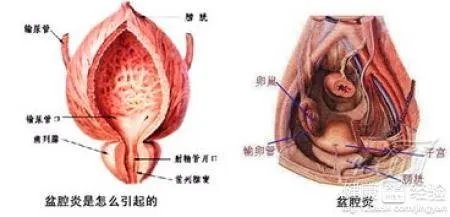卵泡多大算成熟？