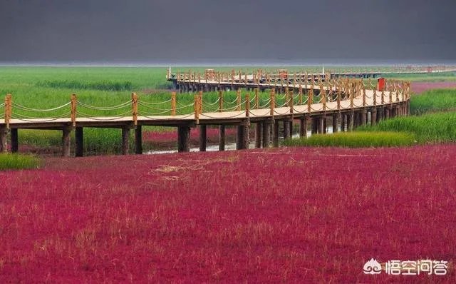 辽宁红海滩值得去吗?为什么海滩是红色的呢?