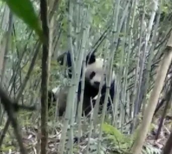 哪里的大熊猫下山偷笋?