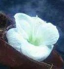 依米花真的存在吗