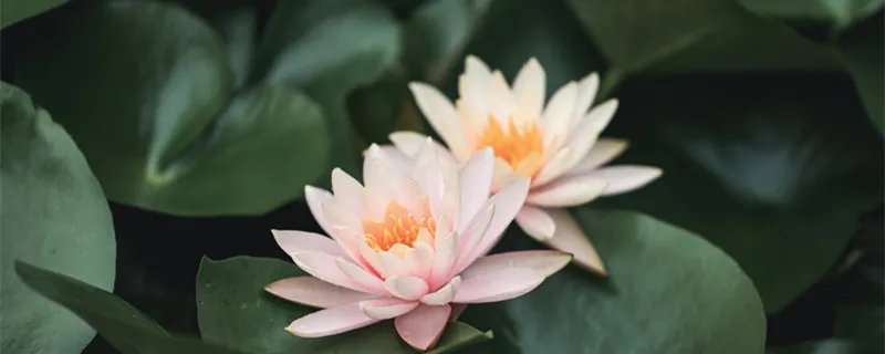 关于立夏的谚语