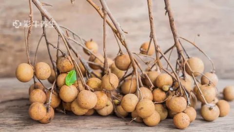 元肉的功效与作用