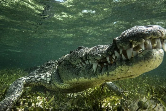 世界十大巨型鳄鱼 湾鳄体重超1600公斤,曾吞食上千日军