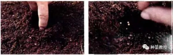 香菜种植有什么好方法