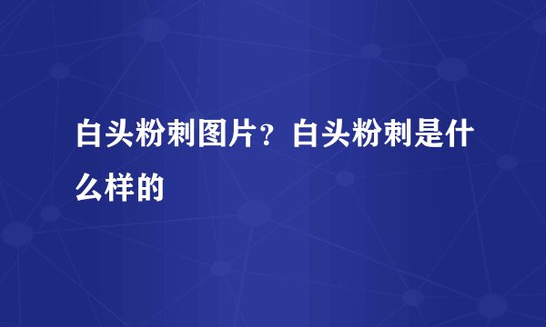 白头粉刺图片？白头粉刺是什么样的
