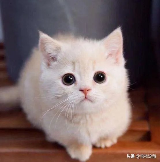 有没有比较好的猫粮推荐一下？