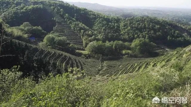 中国茶叶的排名？