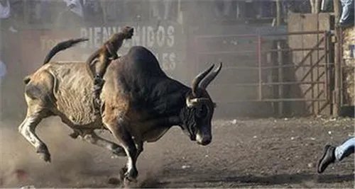 属猴的婚姻命运好吗 属猴的人婚配属相大全