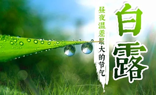 白露节气的特点和风俗