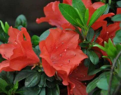 描写杜鹃花的句子