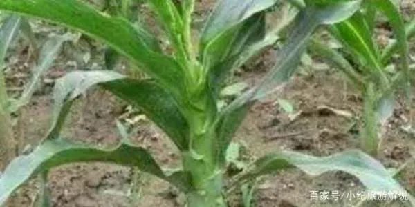 玉米粗缩病最怕什么药？