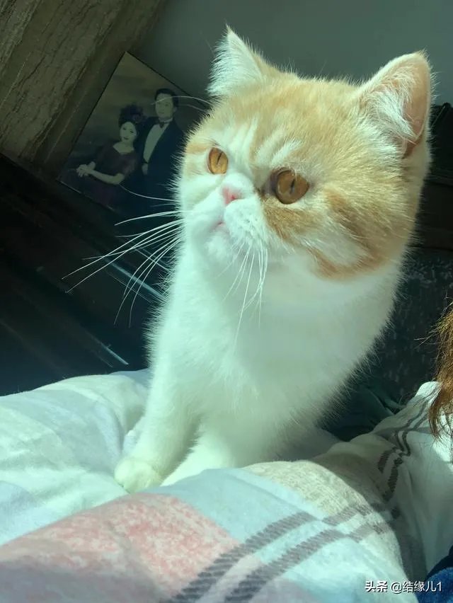 有没有比较好的猫粮推荐一下？