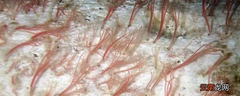 食骨蠕虫的特点