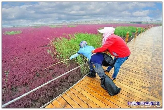 辽宁红海滩值得去吗?为什么海滩是红色的呢?