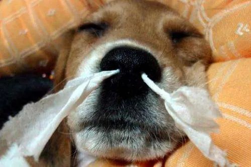 总是听人说打喷嚏是有人想念,这是真的吗?