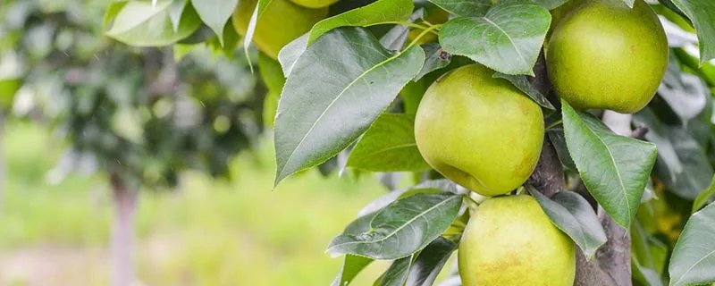 梨里面含什么营养 梨的营养价值