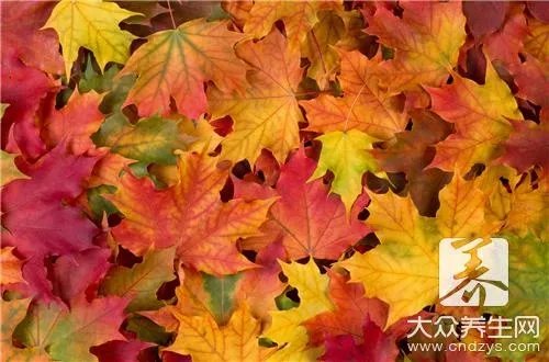 侧柏树的柏树有什么区别