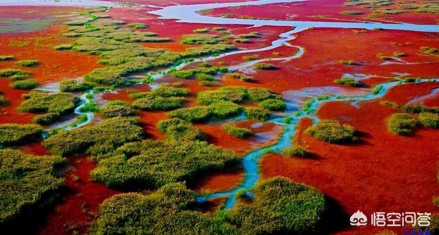 辽宁红海滩值得去吗?为什么海滩是红色的呢?