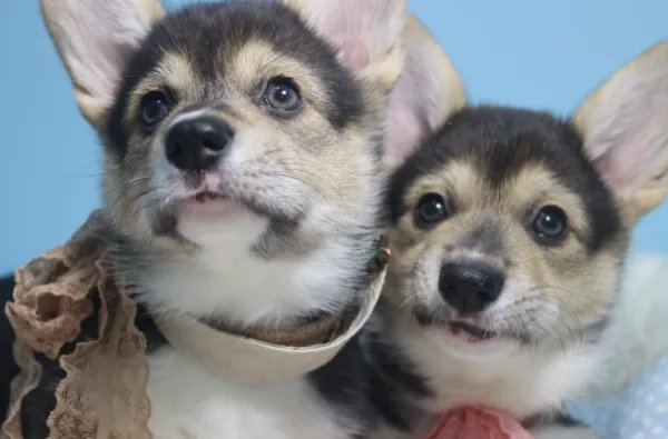 花25万克隆去世宠物狗，我们该如何与生命告别？